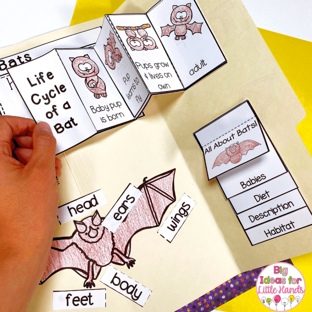 This bat lapbook includes a variety of topics like the life cycle, types of bats and labeling the parts of a bat