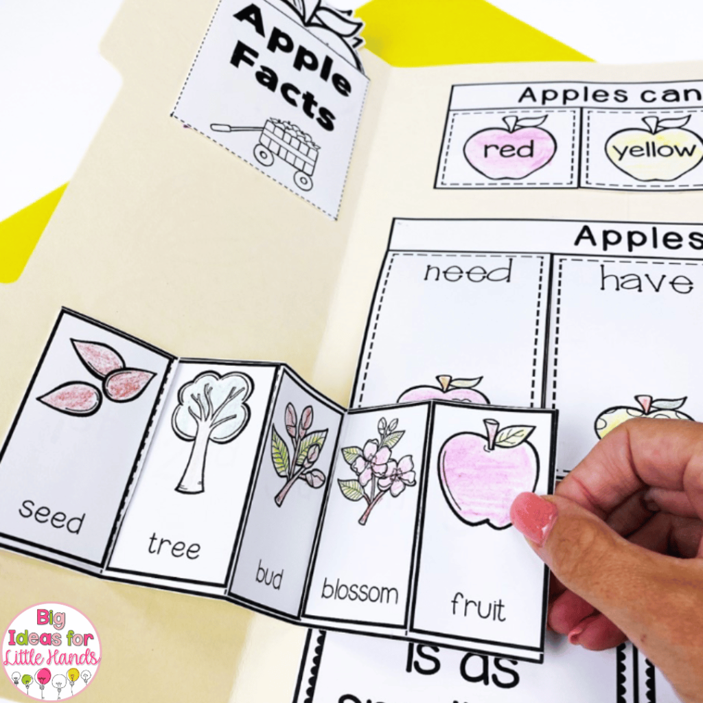 Lapbooks can help students organize ideas and information, as shown in this example of an apple themed lap book.