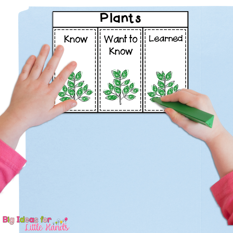 8 Lapbook Plant Activities for Spring in Kindergarten