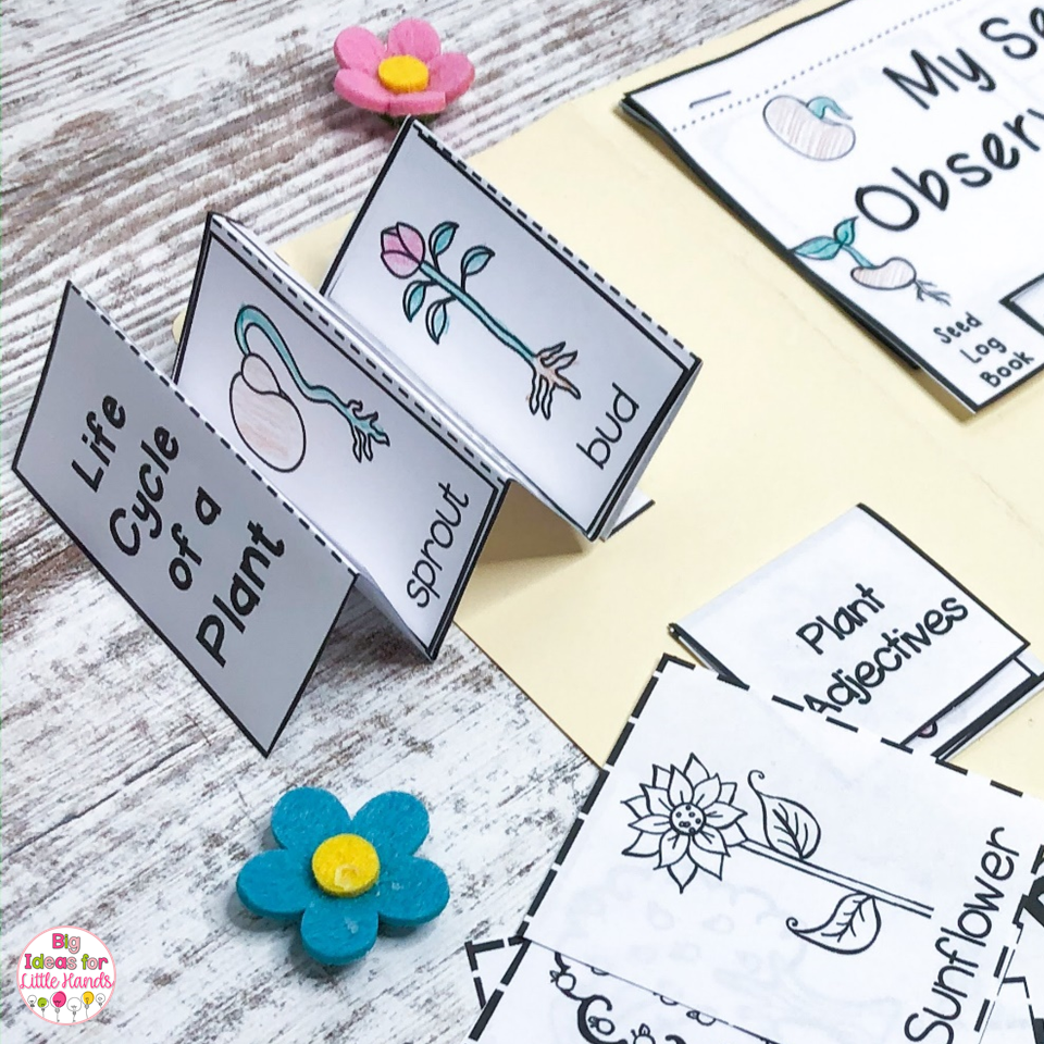 8 Lapbook Plant Activities for Spring in Kindergarten
