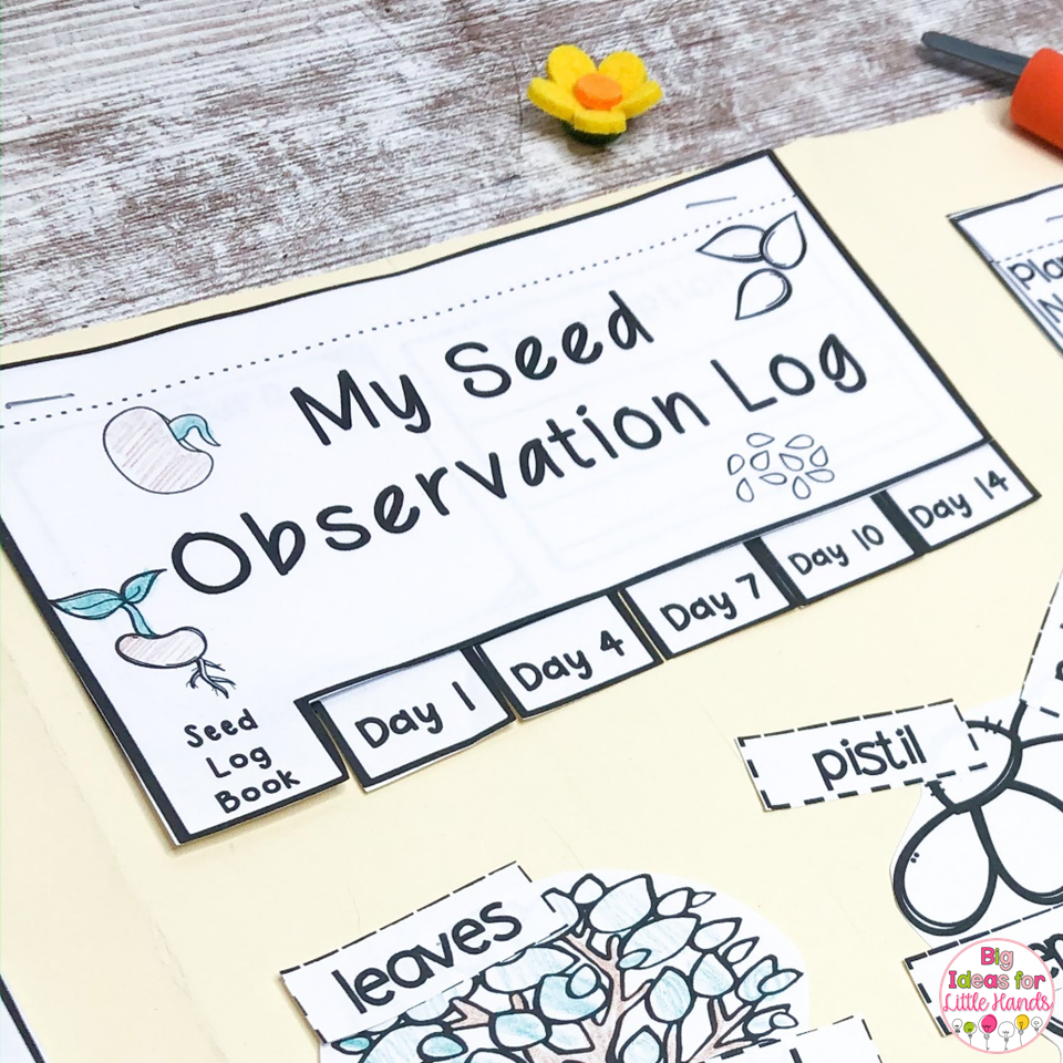 8 Lapbook Plant Activities for Spring in Kindergarten