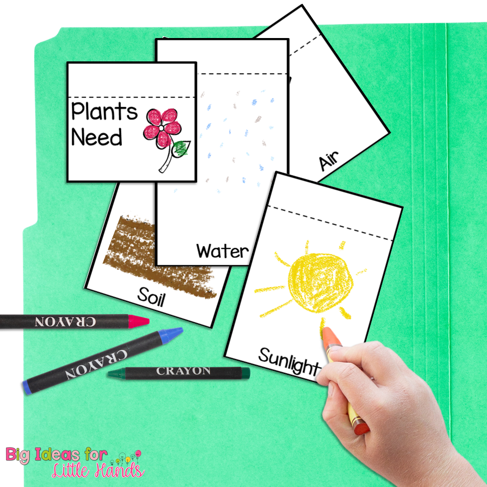 8 Lapbook Plant Activities for Spring in Kindergarten