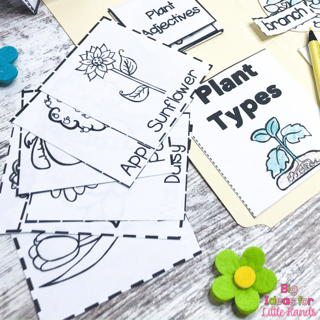 These plant cards allow students to learn about different types of plants.
