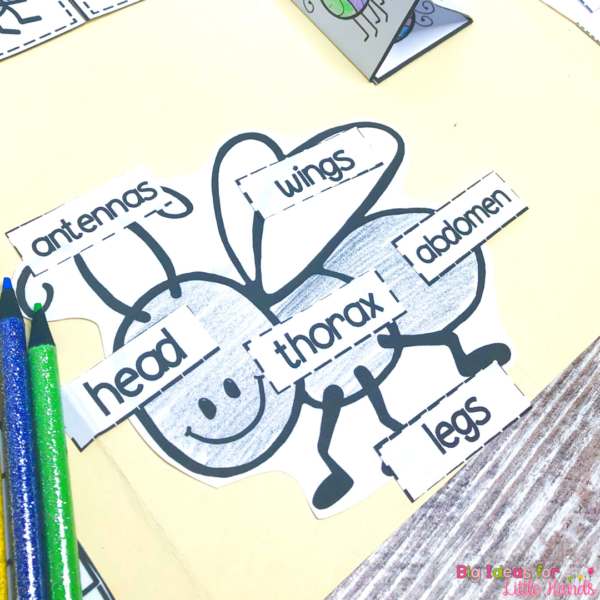 5 Fun Insect Activities for Primary Students - Big Ideas for Little Hands