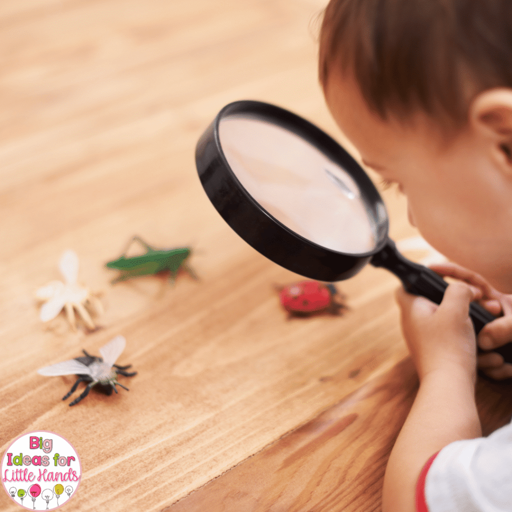 Begin learning about insects with hands-on exploration using magnifying glasses.