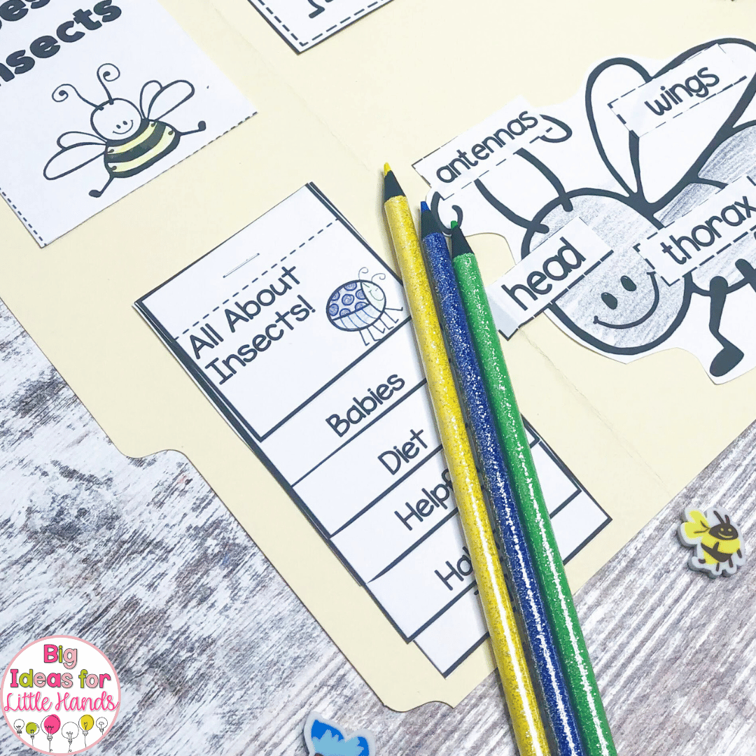 Explore all about insects from their babies to their diet using insect activities in this lapbook.