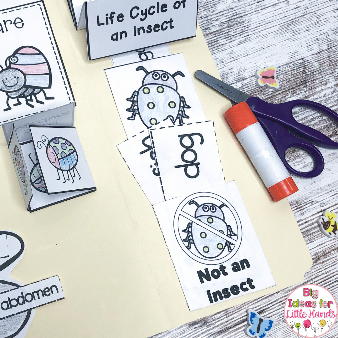 Students can also explore what types of animals are not insects using these activities.
