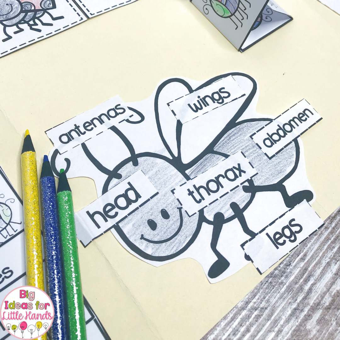 Using these insect activities, students can label parts of an insect.
