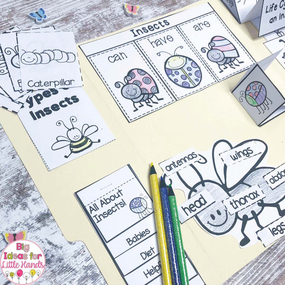 This insect lapbook is a great hands on activity your students will love using to keep all of the information they have learned about insects.