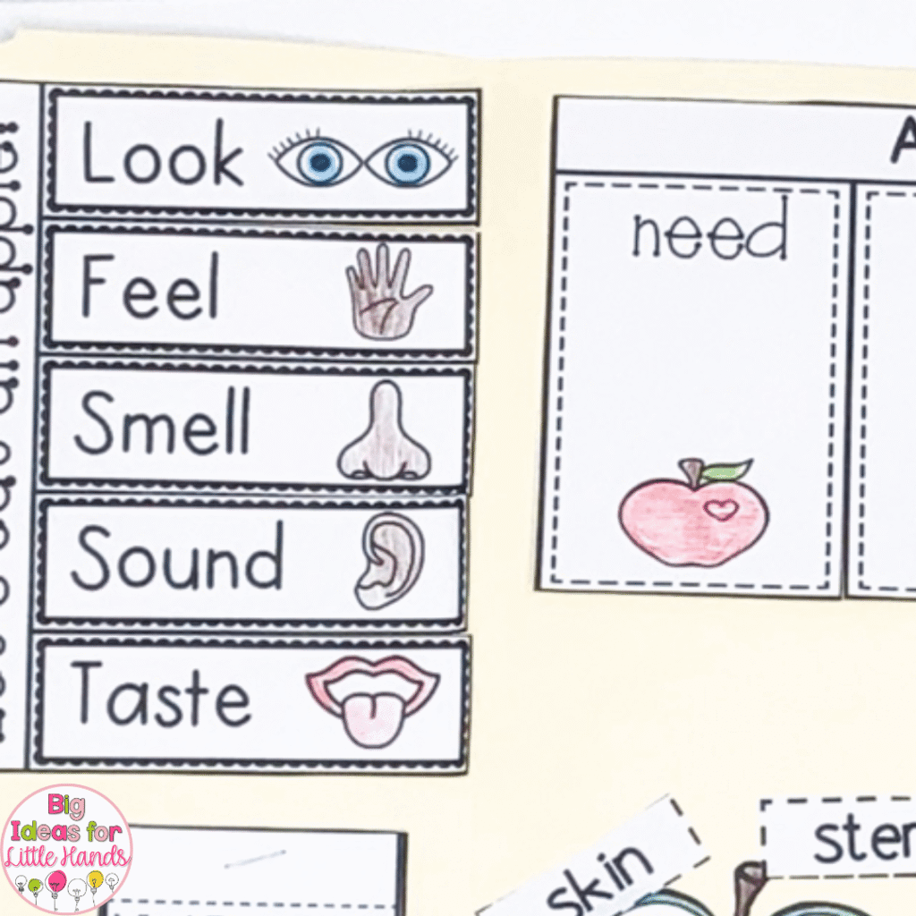 Add the 5 senses to your apple activities by having students describe the look, feel, smell and taste of apples.