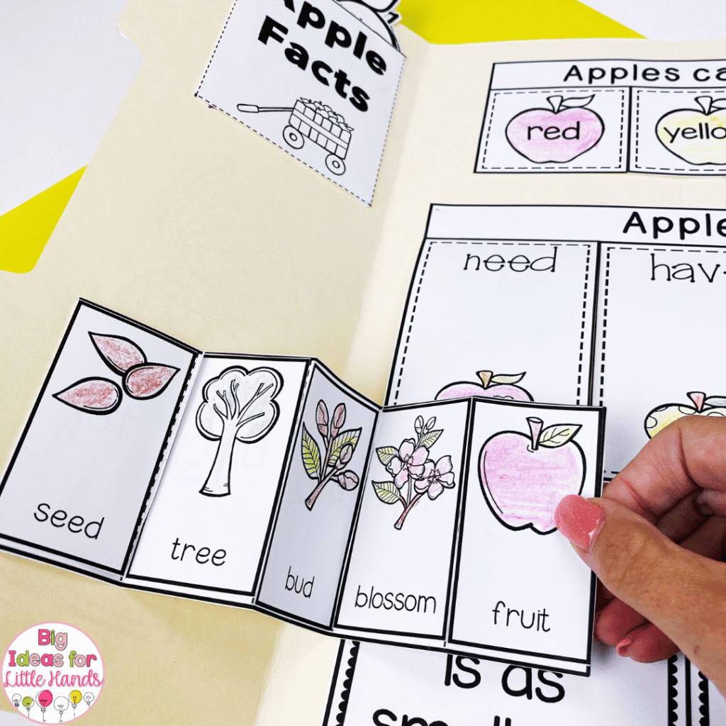 Explore the apple life cycle using these lapbook activities.