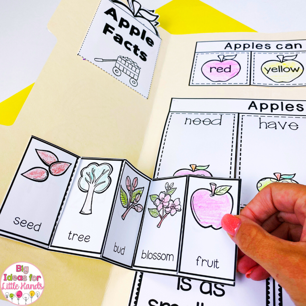 Learning the life cycle of an apple is interactive with this special pull apart section of the lapbook.  A fun apple activity your students will love.