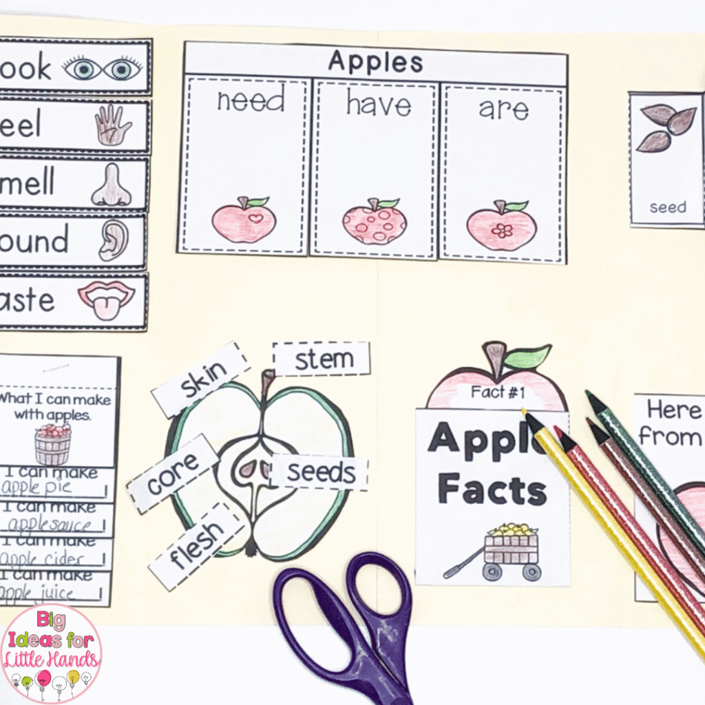 This image highlights the lapbook and many of the included activities. 