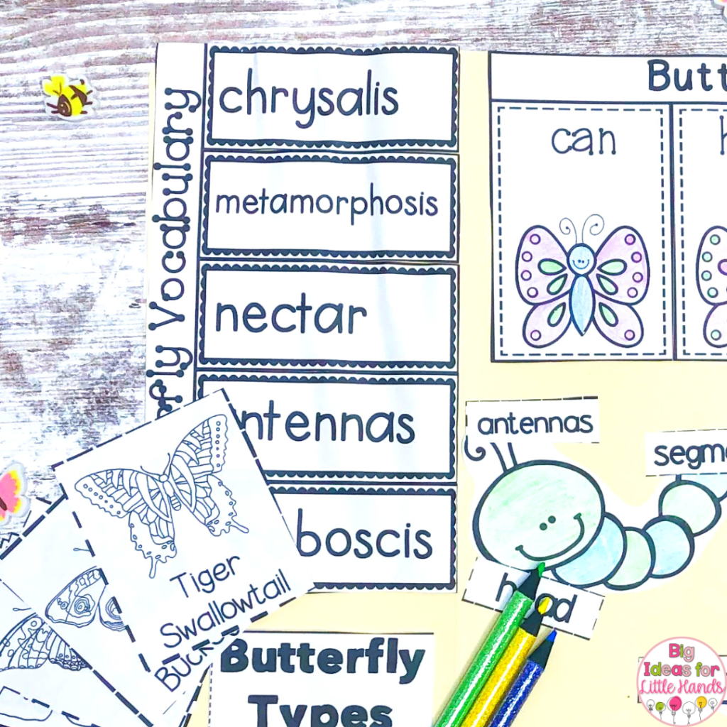 butterfly life cycle research paper